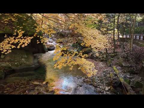本谷川紅葉