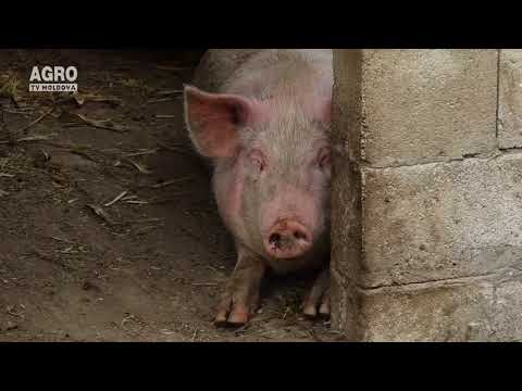 , title : 'Afacere cu porcine la Sărata Galbenă'