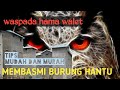BURUNG HANTU DI RUMAH WALET INI SOLUSI DAN CARA MEMBASMINYA