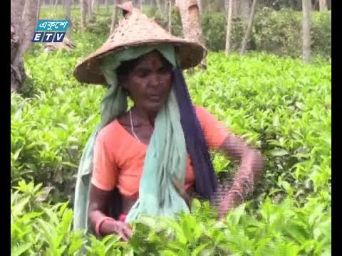 এ’বছর চা উৎপাদনে নতুন রেকর্ডের প্রত্যাশা