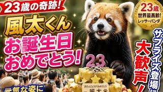 23歳の奇跡…世界最高齢レッサーパンダ「風太」に感動の涙🥹🎉#風太 #レッサーパンダ #千葉市動物公園 #誕生日 #動物 #癒し #感動 #動物園 #ニュース #RedPanda