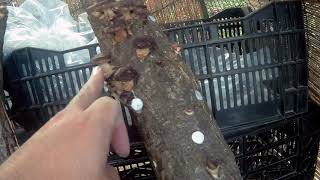 [農家の菜園]20/11/1４   椎茸原木栽培part3 現状報告　[家庭菜園]