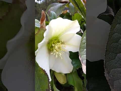 ヘレボルスのメンテナンス: この崇高な花の世話をするにはどうすればよいですか?  庭園