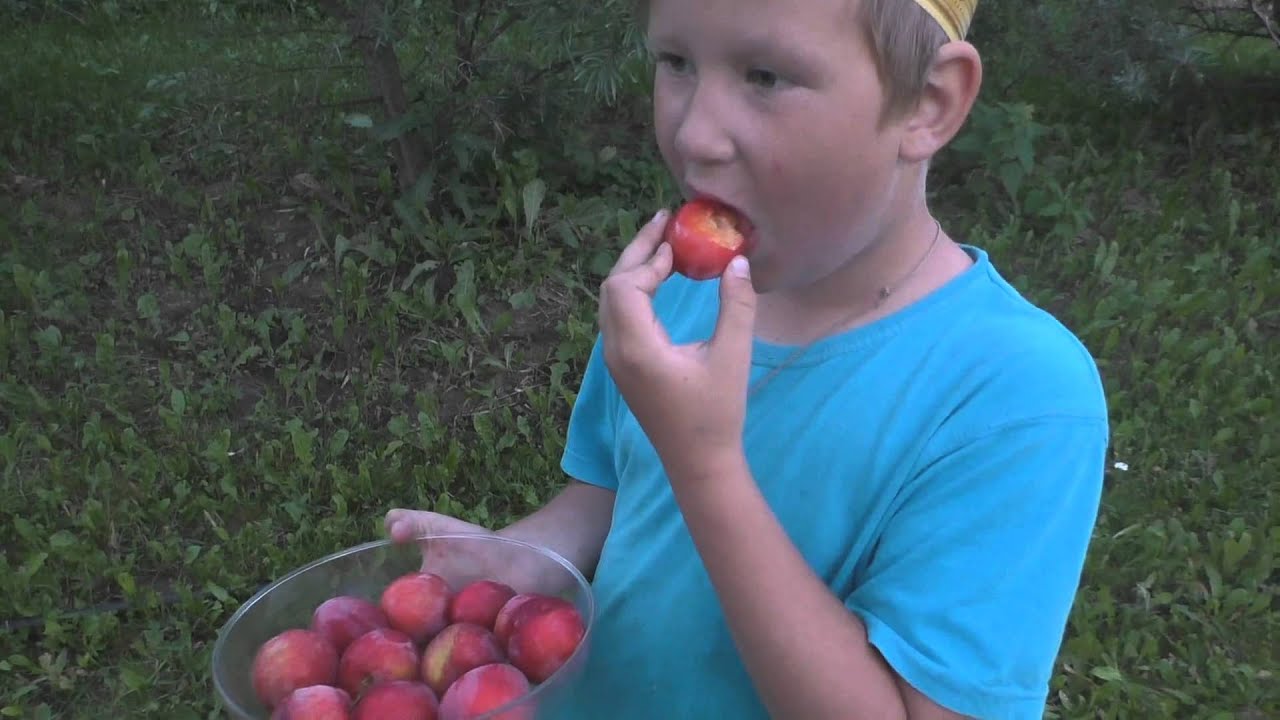 Алыча Найдена