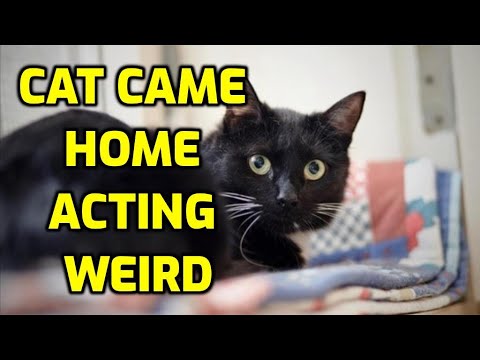 Cat Came In From Outside Acting Weird? Here's Why!