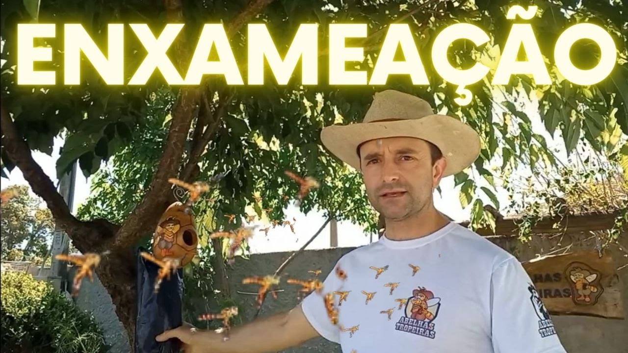 Enxameação de Abelha JATAÍ, Como Funciona?