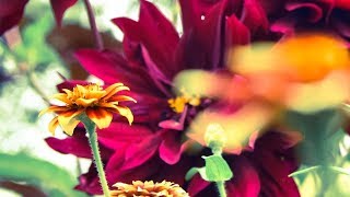 ガーデン シュガーソウル 歌詞 تنزيل الموسيقى Mp3 مجانا