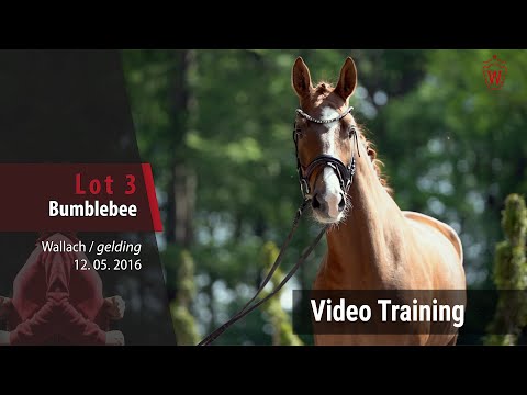 3 Bumblebee v. Benicio - Laurentianer_Trainingsvideo
