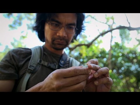 Thumbnail of the video: Incredible: Is This Species Splitting in Two?