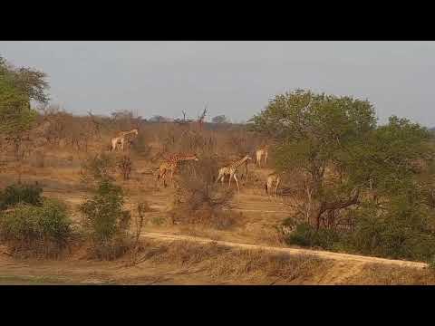 Djuma: Giraffe group feeding - 16:24 - 09/29/21