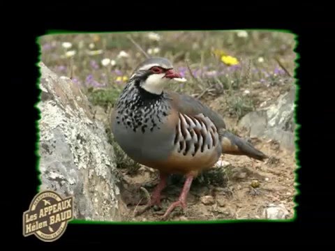 Birdcall Red-Legged Partridge - Vogelstimme Rothuhn