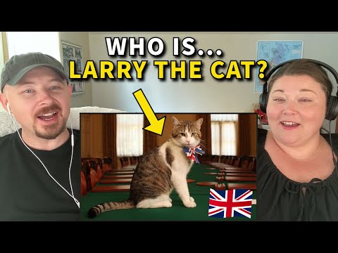 Americans React to Larry the Cat - The UK's Chief Mouser