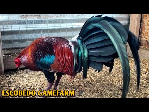 Leiper Albany Kelso - ESCOBEDO FARM