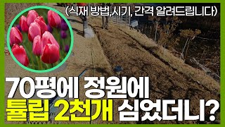 70평 정원에 튤립 2천개 심었더니? ( 튤립 식재 방법, 시기, 간격 알려드립니다 )