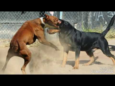 Mc magrinho e mc gw 🤘