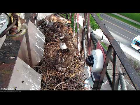 Arthur Delivers Chipmunk to Peeping Chicks – May 29, 2018