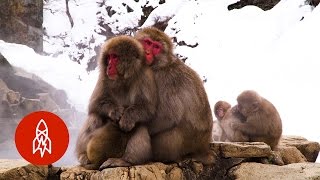 Japan's All-Natural Monkey Spa