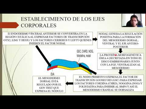 EMBRYOLOGY: THIRD WEEK OF DEVELOPMENT: TRILAMINAR GERM DISC