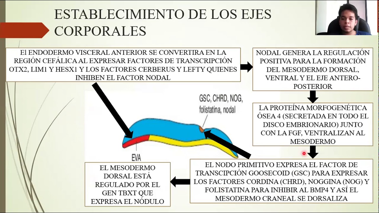 EMBRIOLOGÍA: TERCERA SEMANA DE DESARROLLO: DISCO GERMINAL TRILAMINAR
