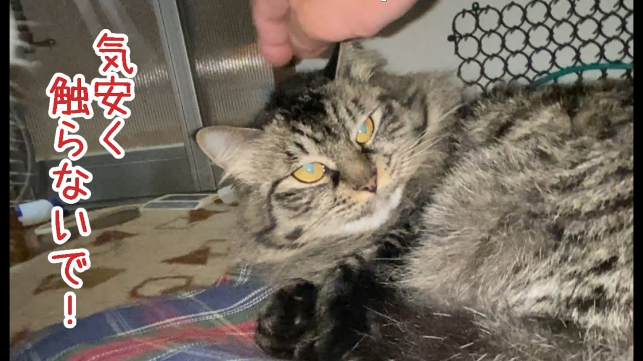 たぶんチナさんにセクハラで訴えられる父ちゃんｗ