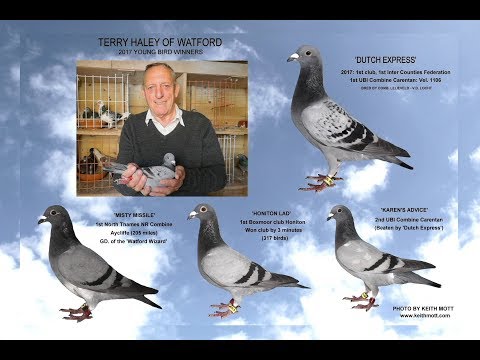 Video 367: Terry Haley of Watford (Part 2): Premier Pigeon Racer