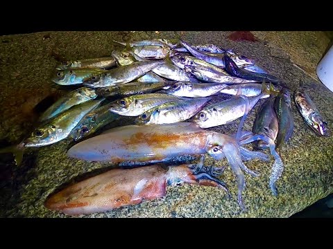 3AM Big Squid & Horse Mackerel! Catch Clean Cook ! Delicious Steamed fish
