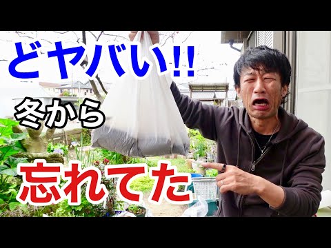 マジョラムの収穫と乾燥: これがどのように行われるか 植物