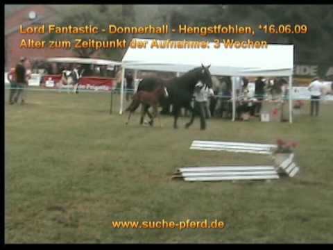 Lord Fantastic Donnerhall Fohlen