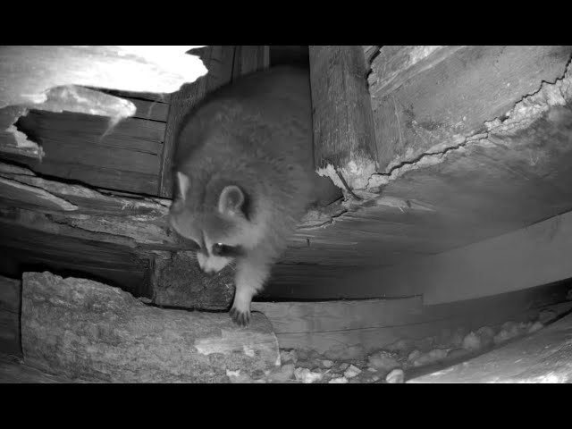 Live webcam view of Under-Porch Cam at the Raccoon Saloon