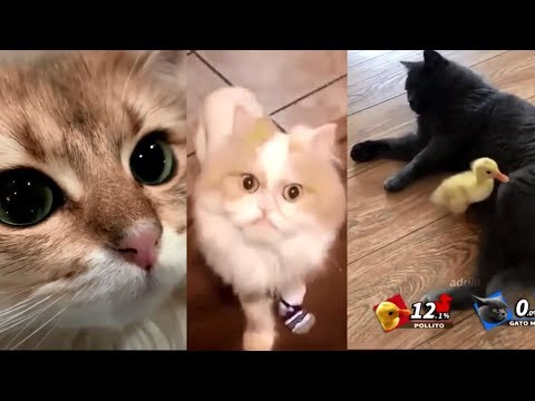 Original Animals #21. CUTE AND FUNNY ANIMALS VIDEO/ МИЛЫЕ И СМЕШНЫЕ ЖИВОТНЫЕ.