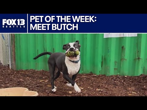 Pet of the Week: Butch - YouTube