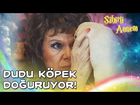 Sihirli Annem - Dudu Köpek Doğuruyor! 😱