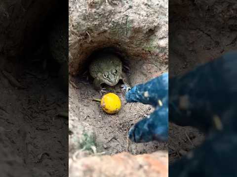 ขอมะเขือหน่อย #frog#1334😩