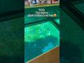 Glass Bottom Boat Tours at Silver Springs, FL  #thingstodoinflorida #livewhereyouvacation
