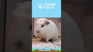 しゃり🍣の生活【モルモット】 #guineapig #癒し #モルモット #かわいい #動物#小動物