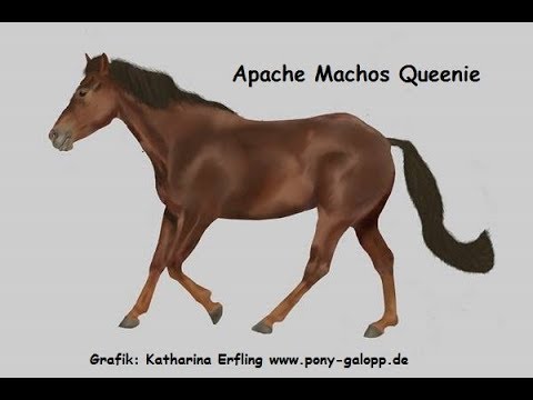 Angst vorm Reiten verlieren durch kleine Schritte - 12oaksTV ... how to