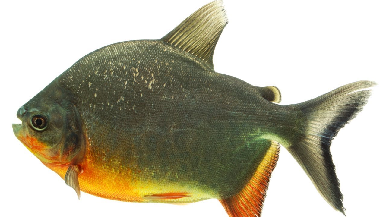 Comportamento Alimentar dos Peixes - Curso Nutrição e Alimentação de Peixes CPT