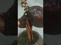 Bonsai Kelapa Nungging Terbalik Akar Pariasi Ke Atas