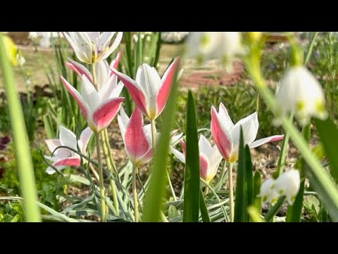 白い花の咲く植物：春に庭に植える4つの多年草  庭園