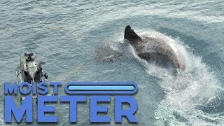 Moist Meter | The Meg