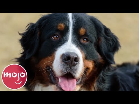 Top 10 Best Dog Breeds for Your First Dog