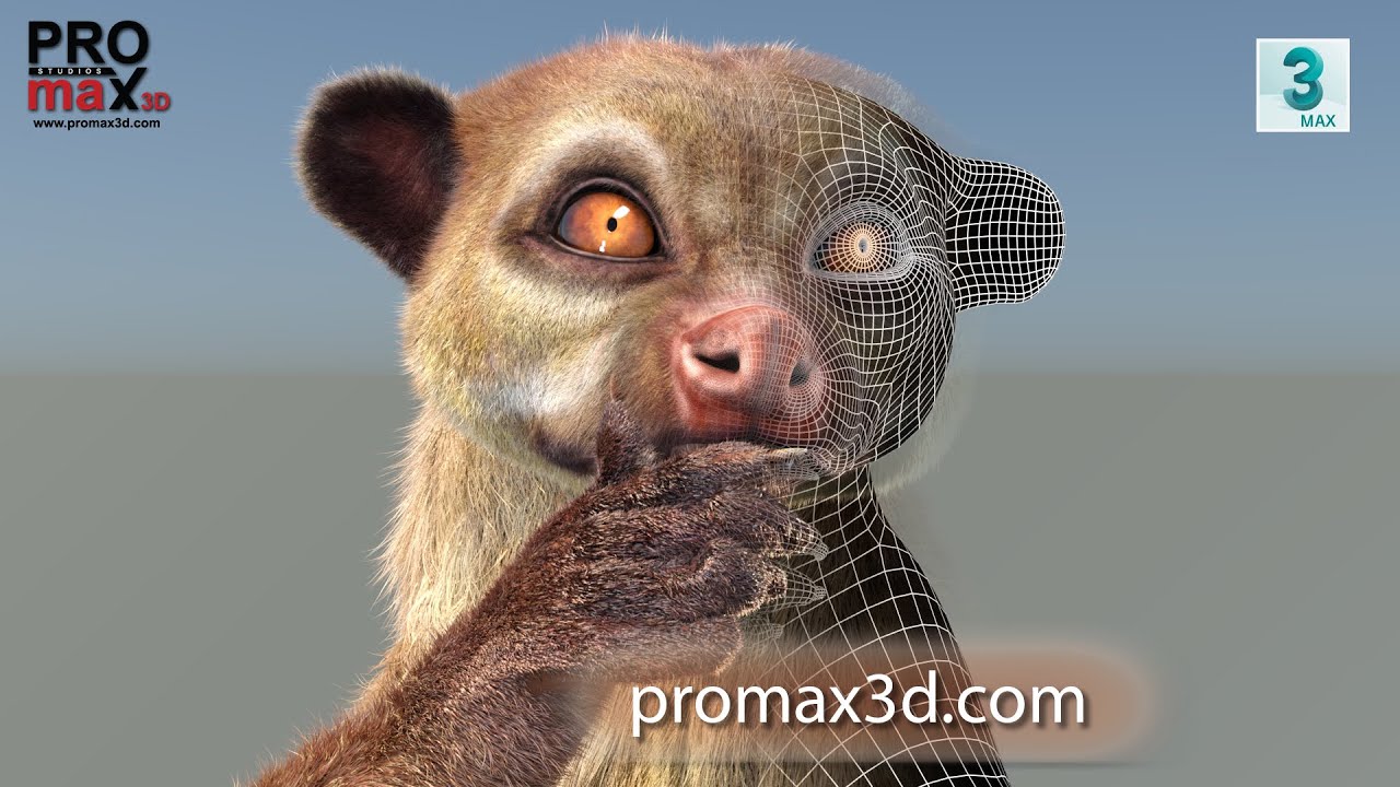 Animated Kinkajou Fur 3D Model