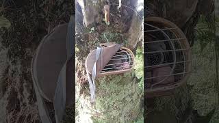 Download lagu di musim penghujan, pikat gak sempat melaman mp3