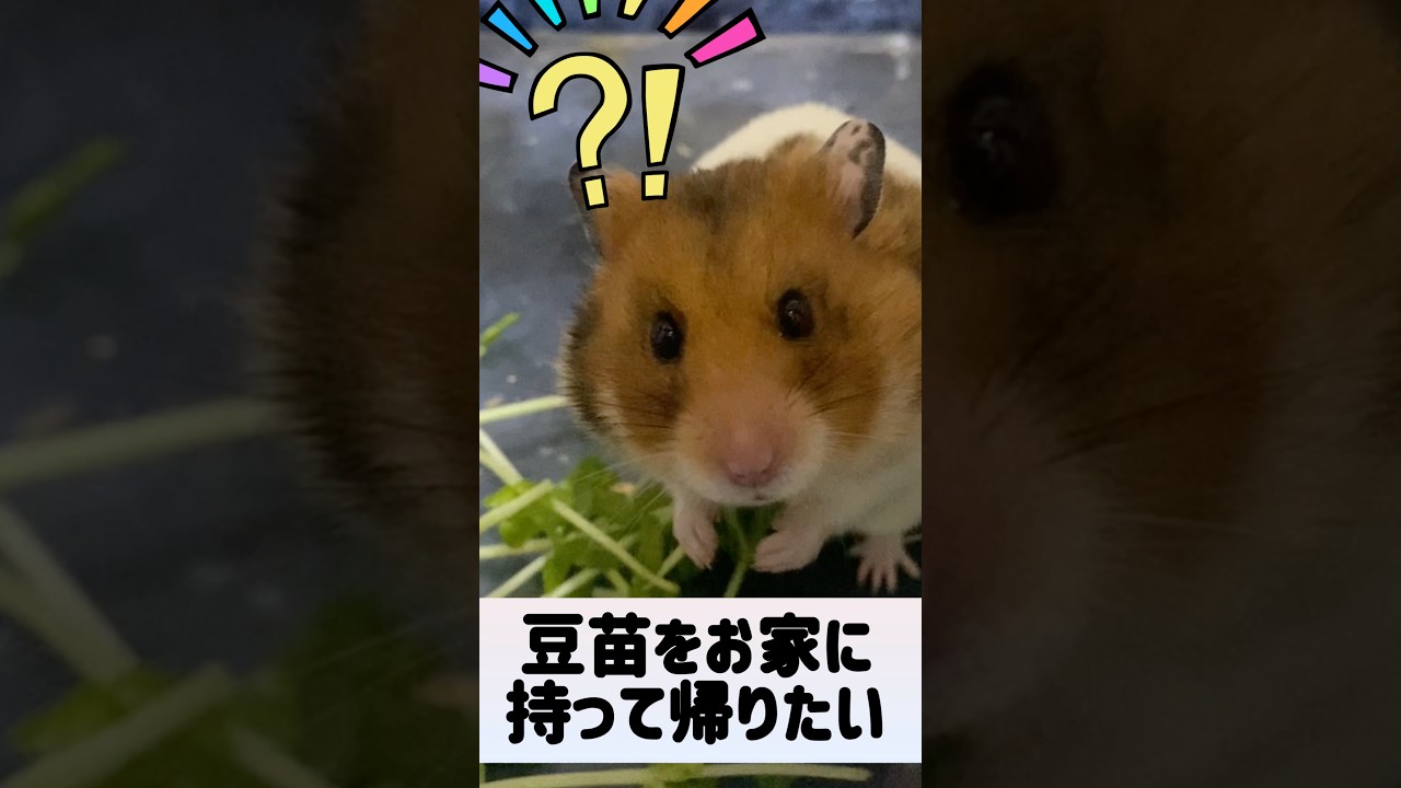【豆苗をお家へ持って帰るハムスター】 #ゴールデンハムスター #ハムスター #ゴルハム #hamster #癒し #小動物 #かわいい #パイプ #動物