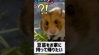 【豆苗をお家へ持って帰るハムスター】 #ゴールデンハムスター #ハムスター #ゴルハム #hamster #癒し #小動物 #かわいい #パイプ #動物