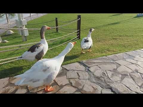 وزة بيضا حلوة....الدوحة....Beautiful White Goose.....Doha