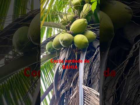 Cocós verdade da Bahia #bahia #viral #coco #águadecoco #coconut #viralvideo #shortvideo #short