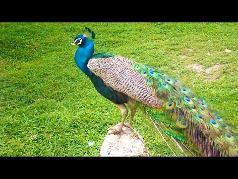 Peacock dance and peacock sound