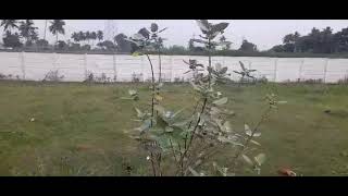  Residential Plot for Sale in Thirukanurpatti, Thanjavur