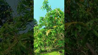 Download lagu #bhojpuri #song #love #newsong #video #hiphopmusic #islamicvideo #pawarholakhalidhobijatimere #bh mp3 Download lagu #bhojpuri #song #love #newsong #video #hiphopmusic #islamicvideo #pawarholakhalidhobijatimere #bh mp3